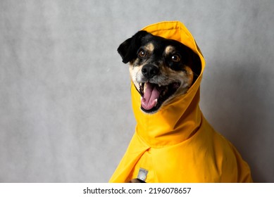 Happy Mongrel Black Dog In A Yellow Raincoat Stands On The White Background. Dog In A Yellow Storm Jacket. ​Cute Black Dog, Adressed In A Yellow Rain Coat Stands In A Studio. Autum Dog.