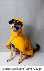 Happy Mongrel Black Dog In A Yellow Raincoat Stands On The White Background. Dog In A Yellow Storm Jacket. ​Cute Black Dog, Adressed In A Yellow Rain Coat Stands In A Studio. Autum Dog.