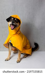 Happy Mongrel Black Dog In A Yellow Raincoat Stands On The White Background. Dog In A Yellow Storm Jacket. ​Cute Black Dog, Adressed In A Yellow Rain Coat Stands In A Studio. Autum Dog.