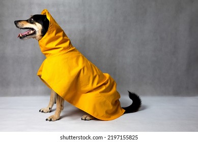 Happy Mongrel Black Dog In A Yellow Raincoat Stands On The White Background. Dog In A Yellow Storm Jacket. ​Cute Black Dog, Adressed In A Yellow Rain Coat Stands In A Studio. Autum Dog.