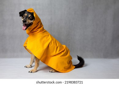 Happy Mongrel Black Dog In A Yellow Raincoat Stands On The White Background. Dog In A Yellow Storm Jacket. ​Cute Black Dog, Adressed In A Yellow Rain Coat Stands In A Studio. Autum Dog.