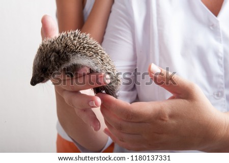 happy mother girl examines young hedgehog and shows it to children. Hands with mammal. close-up. concept of healthy lifestyle in nature, the love of peace, respect for nature, motherhood in farm