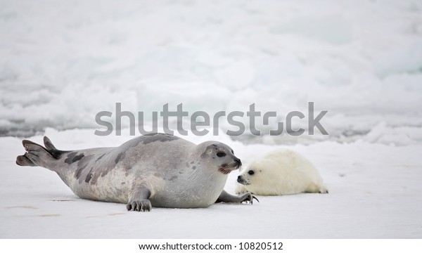 Happy mother
harp seal cow and newborn pup on
ice