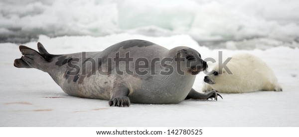 Happy mother\
harp seal cow and newborn pup on\
ice