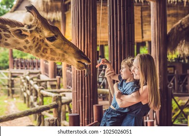 Happy mother and son watching and feeding giraffe in zoo. Happy family having fun with animals safari park on warm summer day. - Shutterstock ID 1025026051