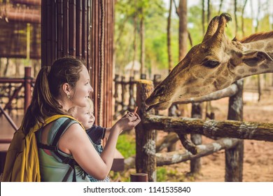 Happy mother and son watching and feeding giraffe in zoo. Happy family having fun with animals safari park on warm summer day. - Shutterstock ID 1141535840
