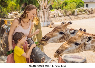 Happy mother and son watching and feeding giraffe in zoo. Happy family having fun with animals safari park on warm summer day