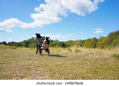 Happy Muddy Bernese Mountain Dog Running In The Field 