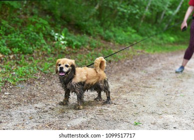 Happy, Muddy Dog On Walk With Owner On Park Trail In Forest. Cute Cocker Spaniel Dog Leading Way.