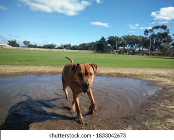 A Happy Muddy Dog In The Park