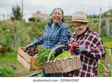 Happy multiracial senior women having fun during harvest period in the garden - Female farmer friends picking up fresh organic vegetables - Powered by Shutterstock