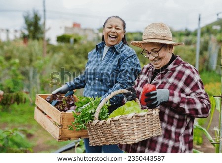 Happy multiracial senior women having fun during harvest period in the garden - Female farmer friends picking up fresh organic vegetables