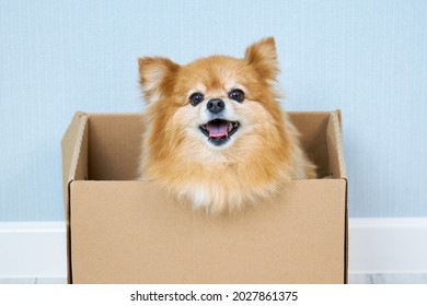 Happy Muzzle Of A Red Dog Of The German Spitz Breed In A Cardboard Box. The Concept Of Delivery, Surprise