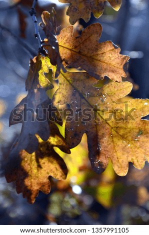 Similar – Herbstblätter Baum