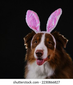 are australian shepherds good with rabbits