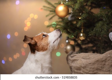 Happy New Year, Christmas, Jack Russell Terrier. holidays and celebration, pet in the room the Christmas tree