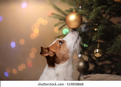 Happy New Year, Christmas, Jack Russell Terrier. Holidays And Celebration, Pet In The Room The Christmas Tree