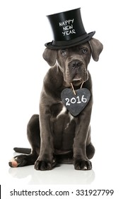 Happy New Year Dog