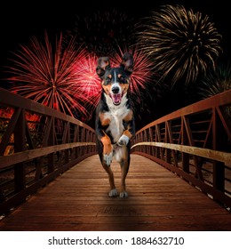 Happy New Year Dog On A Bridge