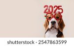 Happy New Year and Merry Christmas 2025 greeting banner or postcard. A beagle dog in carnival glasses with the numbers of the 2025 New year. Copy space.