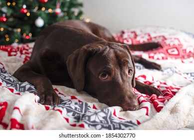 Labrador Christmas Tree Images Stock Photos Vectors Shutterstock