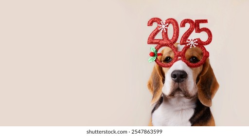 Happy New Year and Merry Christmas 2025 greeting banner or postcard. A beagle dog in carnival glasses with the numbers of the 2025 New year. Copy space. - Powered by Shutterstock