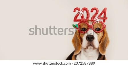 Happy New Year and Merry Christmas 2024 greeting banner or postcard. A beagle dog in carnival glasses with the numbers of the 2024 New year. Copy space. ストックフォト © 
