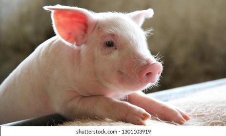 Happy newborn piglet in a commercial swine farm