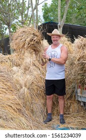 A Happy Norwegian Farmer Harvesting Organic Jasmin Rice In Countryside In The Autumn. At Nongbua Lamphu. Thailand In The Autumn.