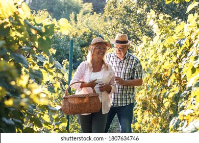 Happy Old Couple Walking Trough They  Vineyard.Relaxing And Joying In Retirement.
