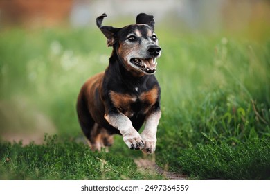 happy old dachshund dog running through grass in summer