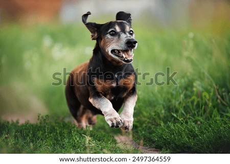 happy old dachshund dog running through grass in summer