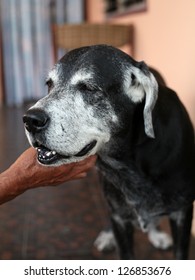 Happy Old Dog With Old Man Hand