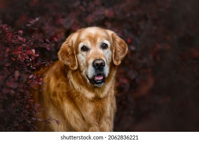 Happy Old Golden Retriever Dog Portrait Outdoors In Autumn