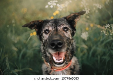 Happy Old Grey Mixed Breed Dog Portrait Outdoors In Summer