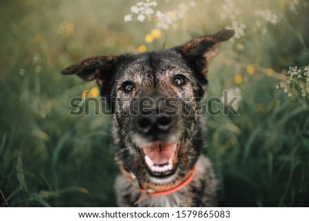 happy old grey mixed breed dog portrait outdoors in summer