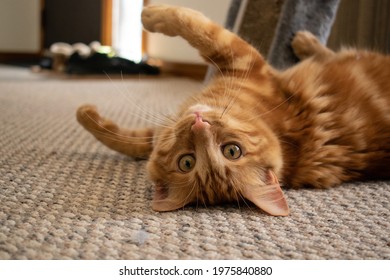 Happy Orange Cat Playing, Being Silly