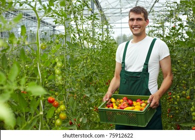 Happy organic farmer carrying tomatoes in a greenhouse - Powered by Shutterstock