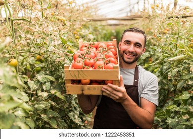 Happy organic farmer harvesting tomatoes in greenhouse