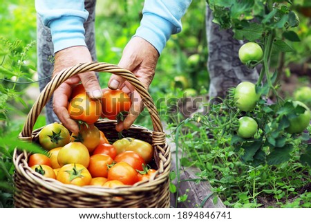 Similar – Foto Bild Bio-Gemüse und Obst der Saison mit Hand