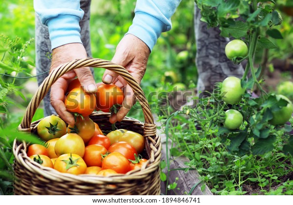 Happy organic farmer harvesting tomatoes in greenhouse.\
Farmers hands with freshly harvested tomatoes. Freshly harvested\
tomatoes in hands. Young girl hand holding organic green natural\
healthy food. 