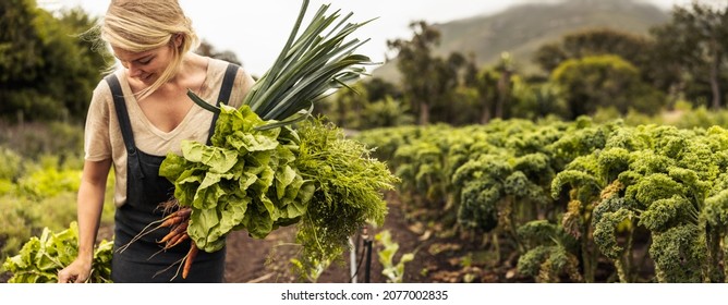 Happy organic farmer holding freshly picked vegetables in an agricultural field. Self-sustainable young woman gathering fresh green produce in her garden during harvest season.