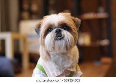 do shih tzu have overbite