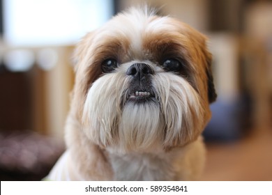 what breed of dog has an overbite