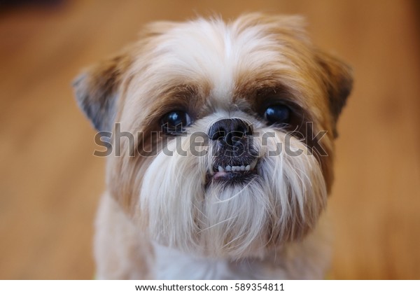 do shih tzu have overbite