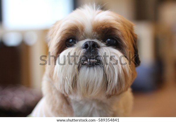 do shih tzu have overbite