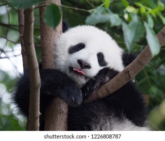 Happy Panda baby putting his tongue out