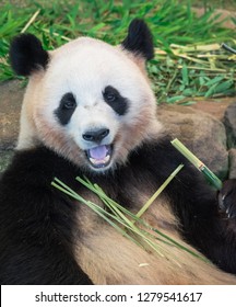 Happy Panda Eating Bamboo