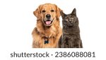 Happy panting Golden retriever dog and blue Maine Coon looking at camera, Isolated on white