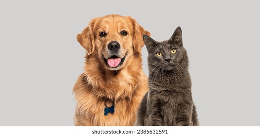 Feliz jadeo perro recuperador de oro y gato azul Maine Coon mirando la cámara, aislado en gris